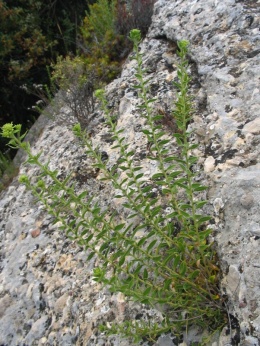 20081220155807-te.jpg