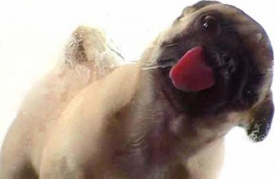 20081208150214-perro.jpg