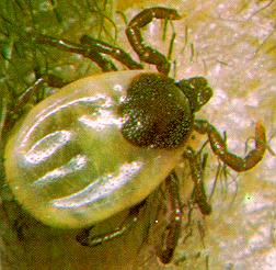 20081110110557-garrapata.jpg